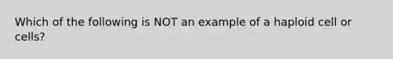 Which of the following is NOT an example of a haploid cell or cells?