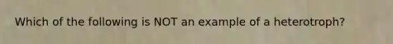 Which of the following is NOT an example of a heterotroph?