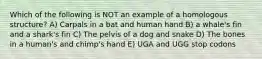 Which of the following is NOT an example of a homologous structure? A) Carpals in a bat and human hand B) a whale's fin and a shark's fin C) The pelvis of a dog and snake D) The bones in a human's and chimp's hand E) UGA and UGG stop codons