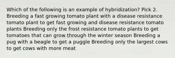 Which of the following is an example of hybridization? Pick 2. Breeding a fast growing tomato plant with a disease resistance tomato plant to get fast growing and disease resistance tomato plants Breeding only the frost resistance tomato plants to get tomatoes that can grow through the winter season Breeding a pug with a beagle to get a puggle Breeding only the largest cows to get cows with more meat