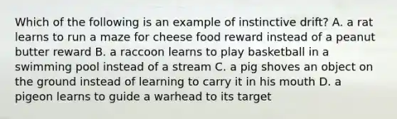 Which of the following is an example of instinctive drift? A. a rat learns to run a maze for cheese food reward instead of a peanut butter reward B. a raccoon learns to play basketball in a swimming pool instead of a stream C. a pig shoves an object on the ground instead of learning to carry it in his mouth D. a pigeon learns to guide a warhead to its target