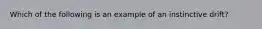 Which of the following is an example of an instinctive drift?