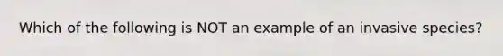 Which of the following is NOT an example of an invasive species?