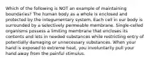 Which of the following is NOT an example of maintaining boundaries? The human body as a whole is enclosed and protected by the integumentary system. Each cell in our body is surrounded by a selectively permeable membrane. Single-celled organisms possess a limiting membrane that encloses its contents and lets in needed substances while restricting entry of potentially damaging or unnecessary substances. When your hand is exposed to extreme heat, you involuntarily pull your hand away from the painful stimulus.