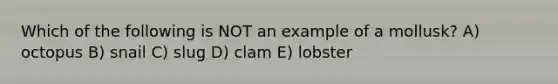 Which of the following is NOT an example of a mollusk? A) octopus B) snail C) slug D) clam E) lobster