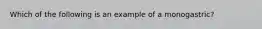 Which of the following is an example of a monogastric?