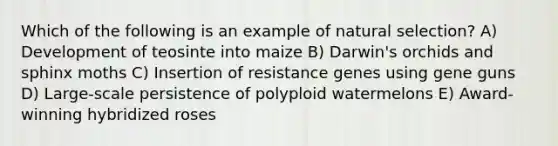 Which of the following is an example of natural selection? A) Development of teosinte into maize B) Darwin's orchids and sphinx moths C) Insertion of resistance genes using gene guns D) Large-scale persistence of polyploid watermelons E) Award-winning hybridized roses