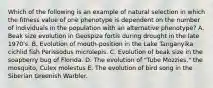 Which of the following is an example of natural selection in which the fitness value of one phenotype is dependent on the number of individuals in the population with an alternative phenotype? A. Beak size evolution in Geospiza fortis during drought in the late 1970's. B. Evolution of mouth-position in the Lake Tanganyika cichlid fish Perissodus microlepis. C. Evolution of beak size in the soapberry bug of Florida. D. The evolution of "Tube Mozzies," the mosquito, Culex molestus E. The evolution of bird song in the Siberian Greenish Warbler.