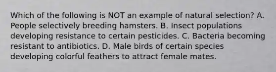 Which of the following is NOT an example of natural selection? A. People selectively breeding hamsters. B. Insect populations developing resistance to certain pesticides. C. Bacteria becoming resistant to antibiotics. D. Male birds of certain species developing colorful feathers to attract female mates.