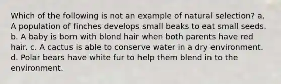 Which of the following is not an example of natural selection? a. A population of finches develops small beaks to eat small seeds. b. A baby is born with blond hair when both parents have red hair. c. A cactus is able to conserve water in a dry environment. d. Polar bears have white fur to help them blend in to the environment.