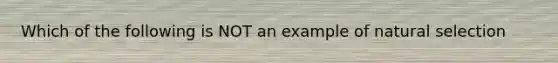 Which of the following is NOT an example of natural selection