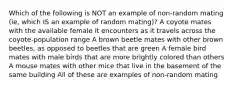 Which of the following is NOT an example of non-random mating (ie, which IS an example of random mating)? A coyote mates with the available female it encounters as it travels across the coyote-population range A brown beetle mates with other brown beetles, as opposed to beetles that are green A female bird mates with male birds that are more brightly colored than others A mouse mates with other mice that live in the basement of the same building All of these are examples of non-random mating