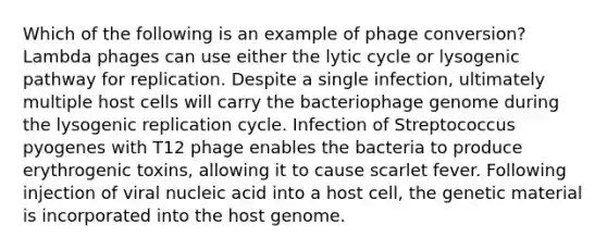 Which of the following is an example of phage conversion? Lambda phages can use either the lytic cycle or lysogenic pathway for replication. Despite a single infection, ultimately multiple host cells will carry the bacteriophage genome during the lysogenic replication cycle. Infection of Streptococcus pyogenes with T12 phage enables the bacteria to produce erythrogenic toxins, allowing it to cause scarlet fever. Following injection of viral nucleic acid into a host cell, the genetic material is incorporated into the host genome.