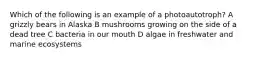 Which of the following is an example of a photoautotroph? A grizzly bears in Alaska B mushrooms growing on the side of a dead tree C bacteria in our mouth D algae in freshwater and marine ecosystems