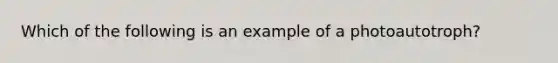 Which of the following is an example of a photoautotroph?