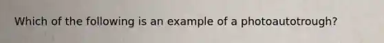 Which of the following is an example of a photoautotrough?