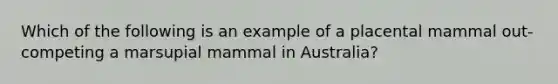 Which of the following is an example of a placental mammal out-competing a marsupial mammal in Australia?