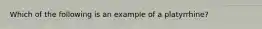 Which of the following is an example of a platyrrhine?