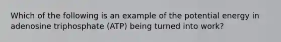 Which of the following is an example of the potential energy in adenosine triphosphate (ATP) being turned into work?