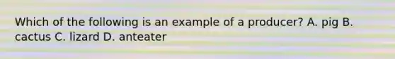 Which of the following is an example of a producer? A. pig B. cactus C. lizard D. anteater