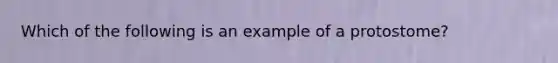 Which of the following is an example of a protostome?