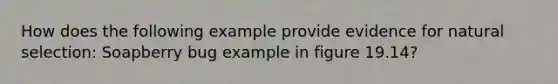 How does the following example provide evidence for natural selection: Soapberry bug example in figure 19.14?