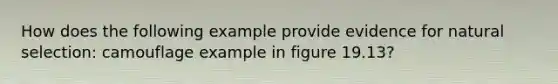 How does the following example provide evidence for natural selection: camouflage example in figure 19.13?