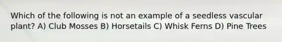Which of the following is not an example of a seedless vascular plant? A) Club Mosses B) Horsetails C) Whisk Ferns D) Pine Trees