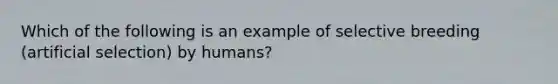 Which of the following is an example of selective breeding (artificial selection) by humans?