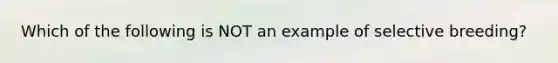 Which of the following is NOT an example of selective breeding?