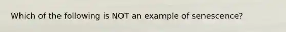 Which of the following is NOT an example of senescence?