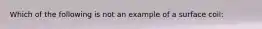 Which of the following is not an example of a surface coil: