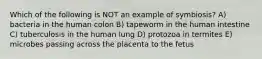 Which of the following is NOT an example of symbiosis? A) bacteria in the human colon B) tapeworm in the human intestine C) tuberculosis in the human lung D) protozoa in termites E) microbes passing across the placenta to the fetus