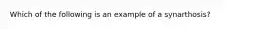 Which of the following is an example of a synarthosis?