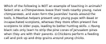 Which of the following is NOT an example of teaching in animals? Select one: a.Chimpanzees leave their tools nearby young, naive chimpanzees, and even form the juveniles' hands around the tools. b.Meerkat helpers present very young pups with dead or incapacitated scorpions, whereas they more often present live scorpions to older pups, leading to better hunting skills. c.Young black rats only learn to strip the pine cones of Jerusalem pines when they are with their parents. d.Chickens perform a feeding call and pick up and drop grains around young chicks.