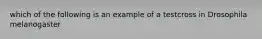 which of the following is an example of a testcross in Drosophila melanogaster