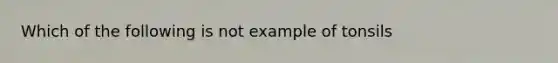 Which of the following is not example of tonsils