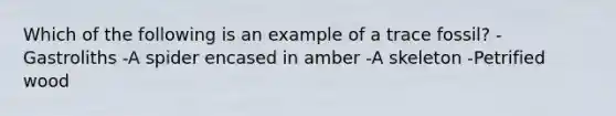 Which of the following is an example of a trace fossil? -Gastroliths -A spider encased in amber -A skeleton -Petrified wood