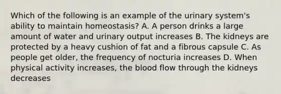 Which of the following is an example of the urinary system's ability to maintain homeostasis? A. A person drinks a large amount of water and urinary output increases B. The kidneys are protected by a heavy cushion of fat and a fibrous capsule C. As people get older, the frequency of nocturia increases D. When physical activity increases, <a href='https://www.questionai.com/knowledge/k7oXMfj7lk-the-blood' class='anchor-knowledge'>the blood</a> flow through the kidneys decreases