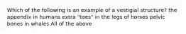 Which of the following is an example of a vestigial structure? the appendix in humans extra "toes" in the legs of horses pelvic bones in whales All of the above