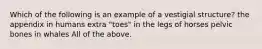 Which of the following is an example of a vestigial structure? the appendix in humans extra "toes" in the legs of horses pelvic bones in whales All of the above.