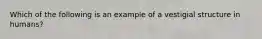 Which of the following is an example of a vestigial structure in humans?