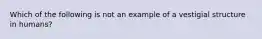 Which of the following is not an example of a vestigial structure in humans?