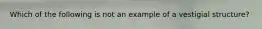 Which of the following is not an example of a vestigial structure?