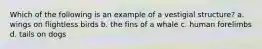 Which of the following is an example of a vestigial structure? a. wings on flightless birds b. the fins of a whale c. human forelimbs d. tails on dogs