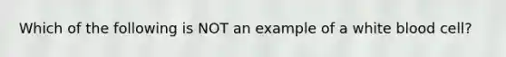 Which of the following is NOT an example of a white blood cell?