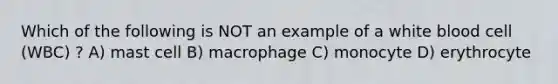 Which of the following is NOT an example of a white blood cell (WBC) ? A) mast cell B) macrophage C) monocyte D) erythrocyte