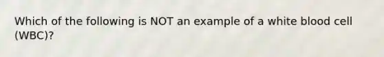 Which of the following is NOT an example of a white blood cell (WBC)?