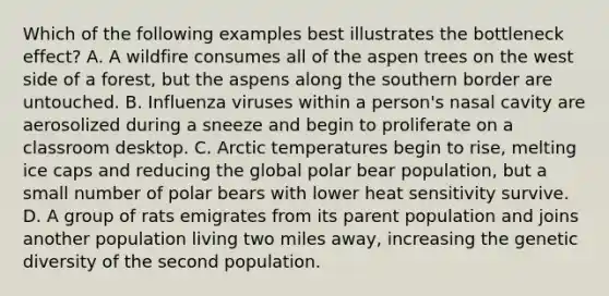 Which of the following examples best illustrates the bottleneck effect? A. A wildfire consumes all of the aspen trees on the west side of a forest, but the aspens along the southern border are untouched. B. Influenza viruses within a person's nasal cavity are aerosolized during a sneeze and begin to proliferate on a classroom desktop. C. Arctic temperatures begin to rise, melting ice caps and reducing the global polar bear population, but a small number of polar bears with lower heat sensitivity survive. D. A group of rats emigrates from its parent population and joins another population living two miles away, increasing the genetic diversity of the second population.