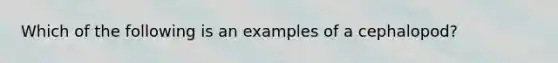 Which of the following is an examples of a cephalopod?